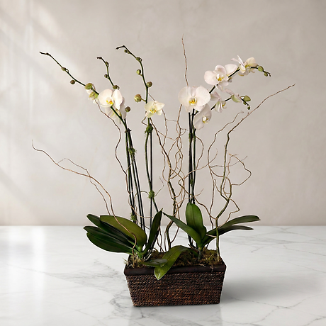 Elegant Orchid Planter