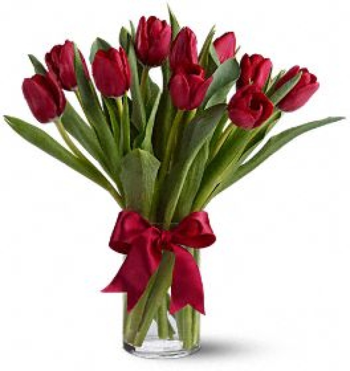 Radiantly Red Tulips