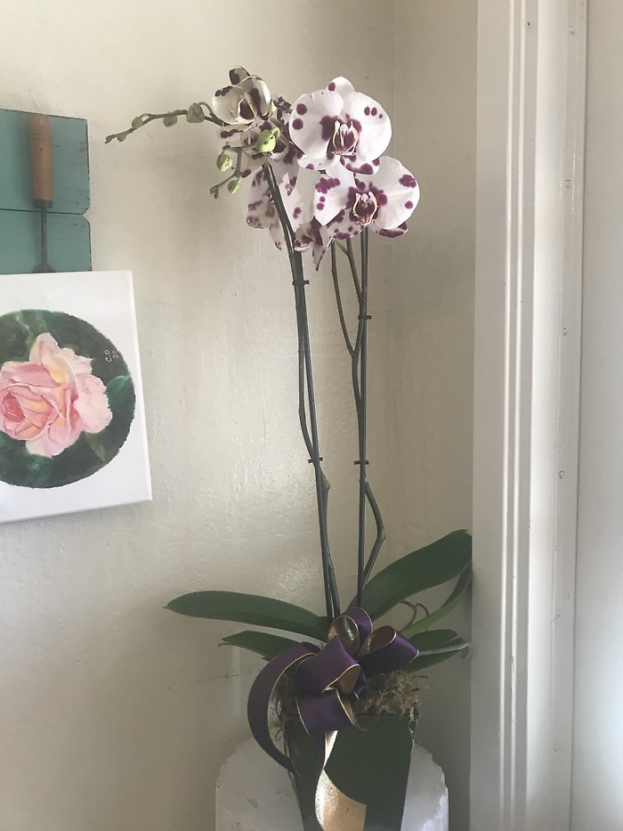 DALMATIAN ORCHID PLANT