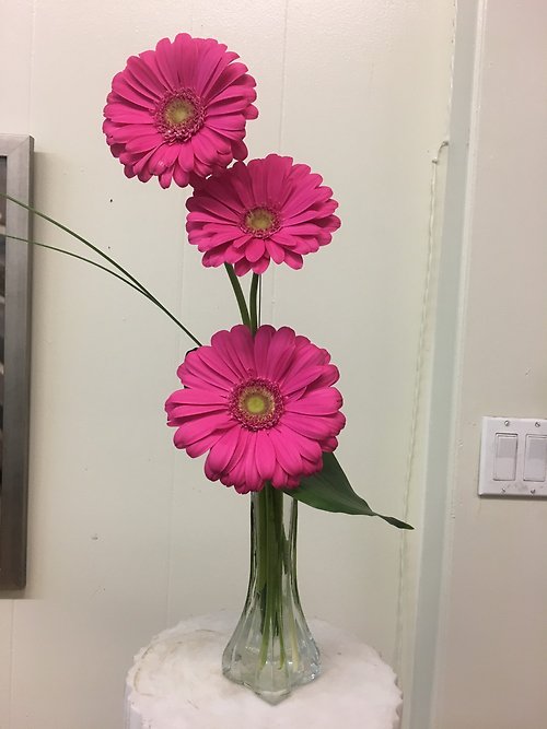 GERBERA BEAUTY