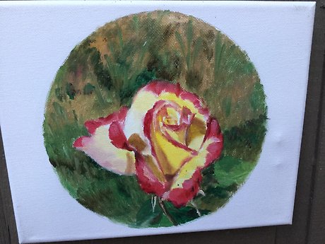 Lovely rose3