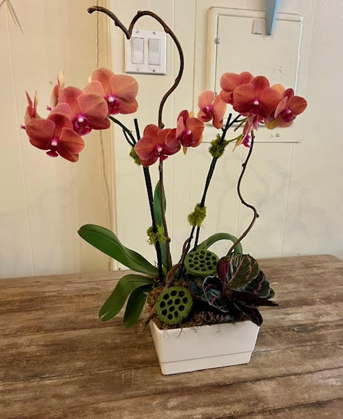 Peach Orchid Planter