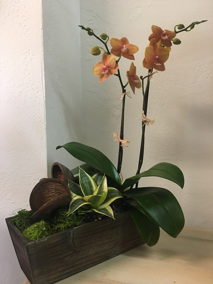 Modern Orchid Garden