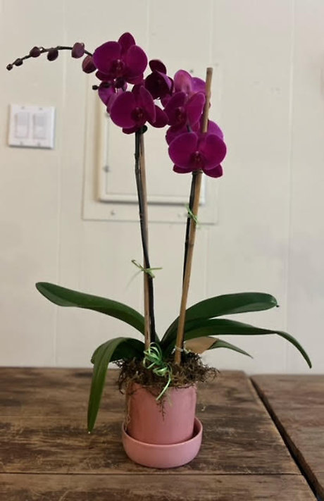 Purple Orchid