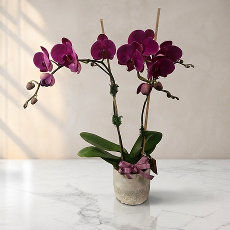 Double Purple Orchid