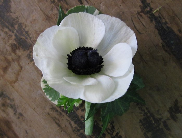 White Anemone