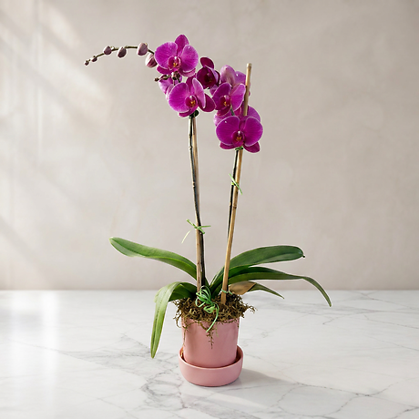 Purple Orchid