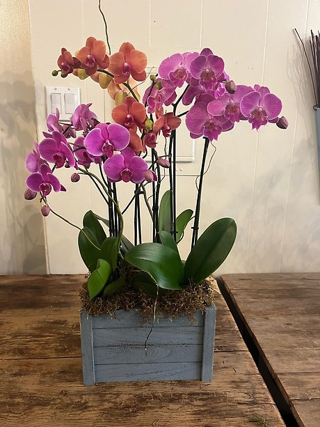Orchids Galore