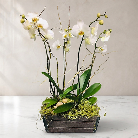 Elegant Orchid Planter