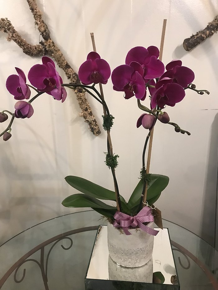 STUNNING DOUBLE SPIKE PURPLE ORCHID
