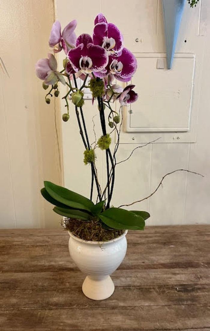 Dark Purple Potted Orchid