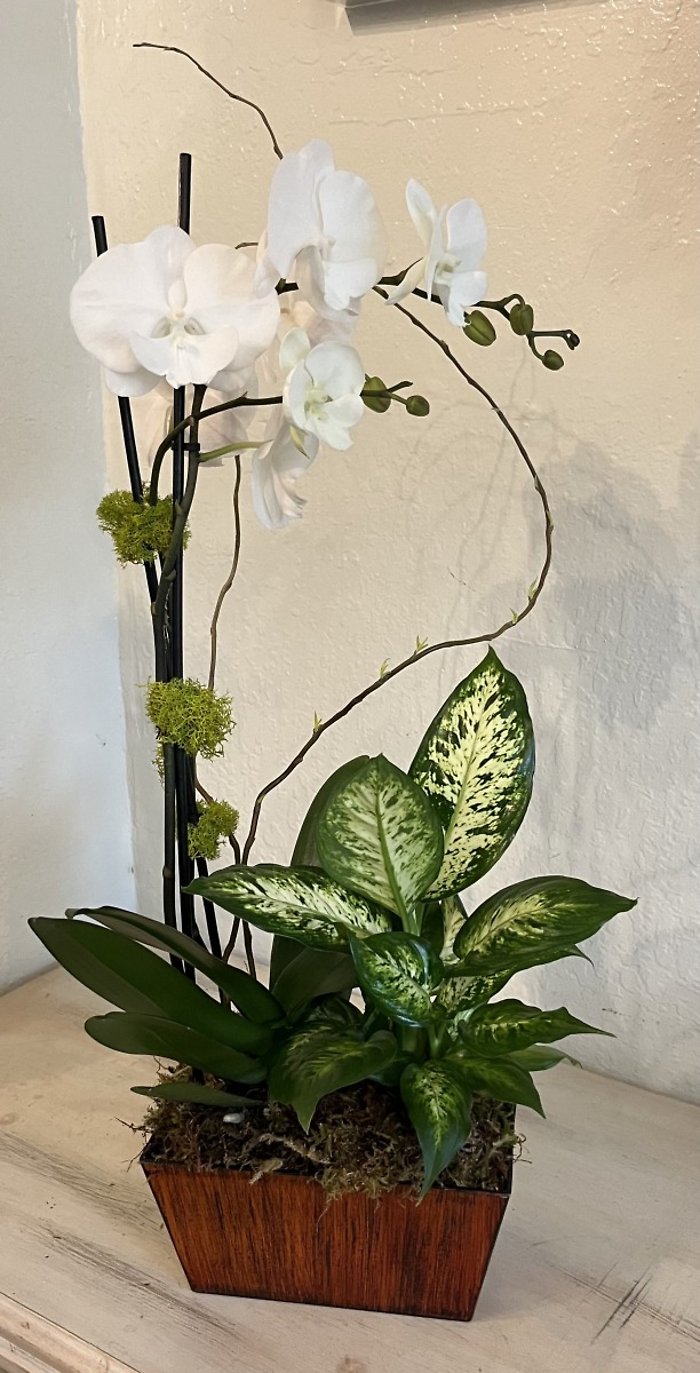 Elegant Duo