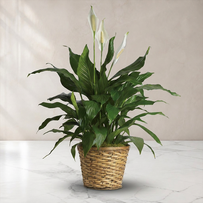 Simply Elegant Spathiphyllum -