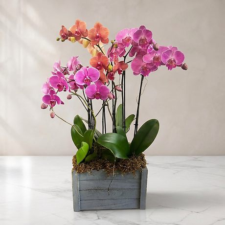 Orchids Galore