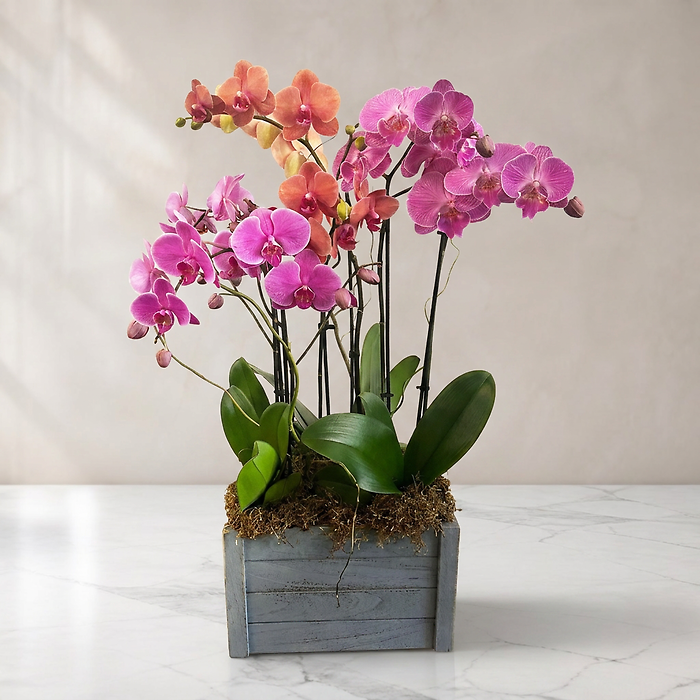 Orchids Galore