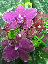 Opulent Phalaenopsis Orchids