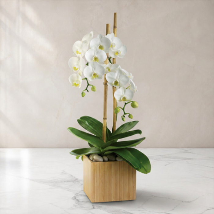 Opulent Orchids
