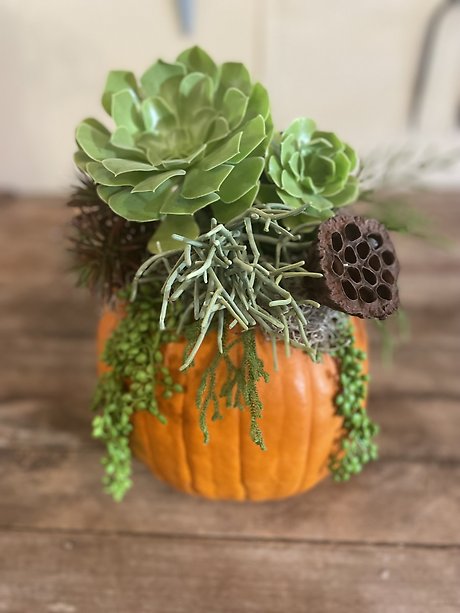 Pumpkin Succulent Bouquet