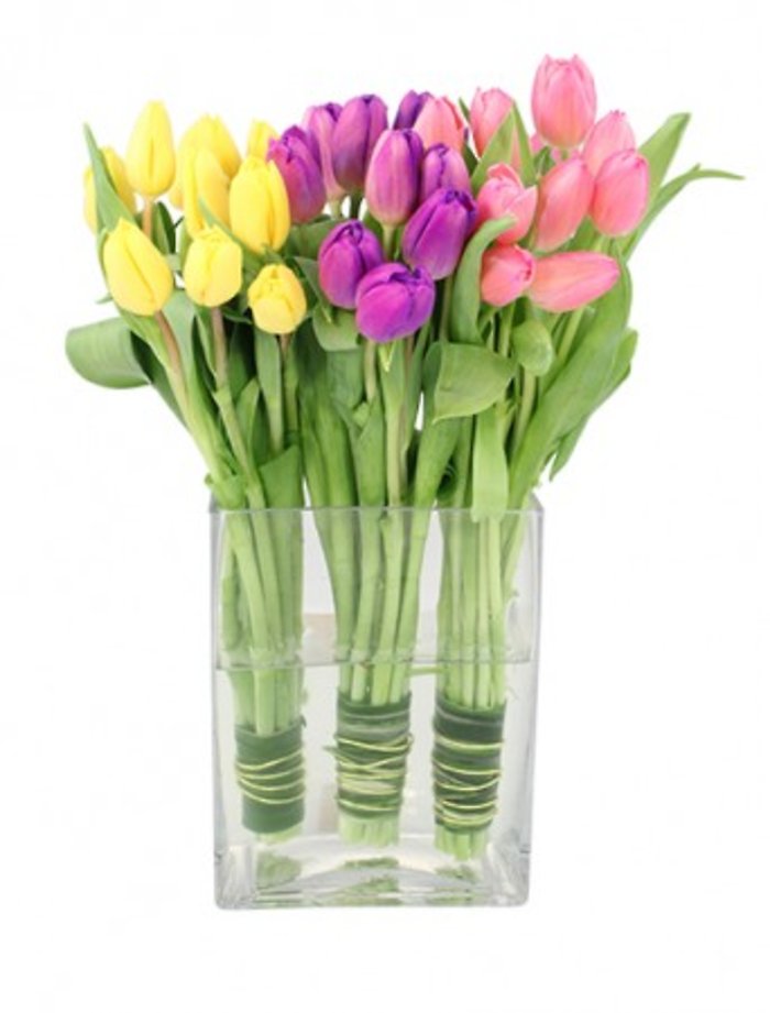 TULIP TRIO