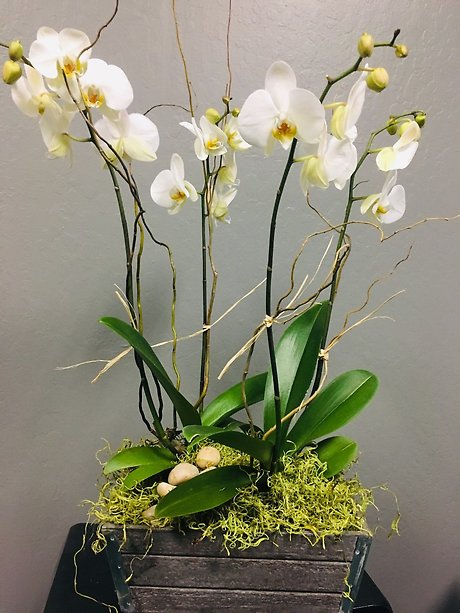 Elegant Orchid Planter