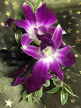 Exquisite Orchid