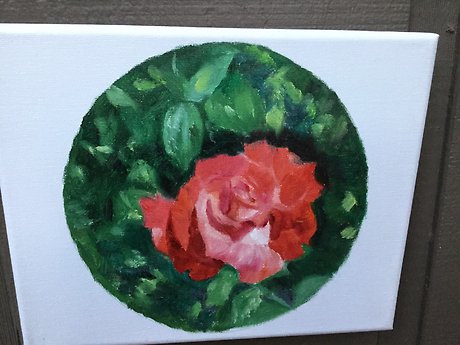 Lovely rose4