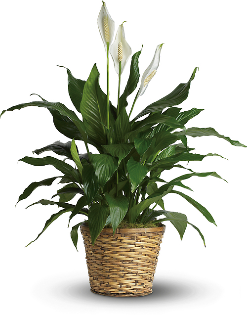 Simply Elegant Spathiphyllum -