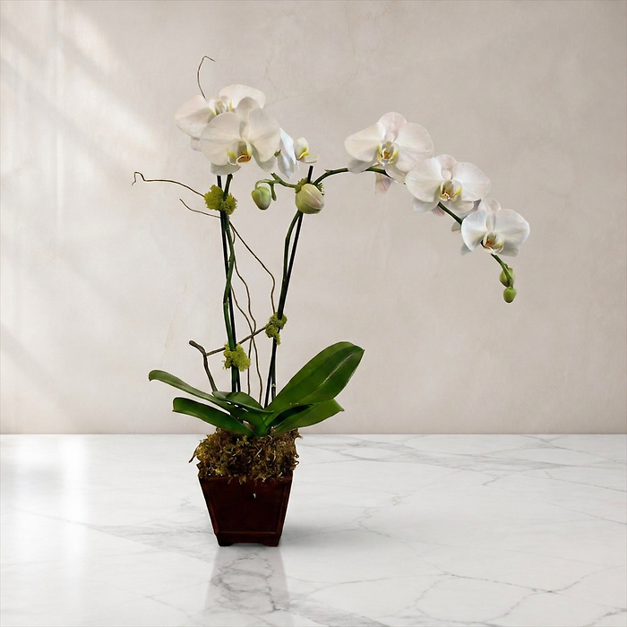 Single White Orchid
