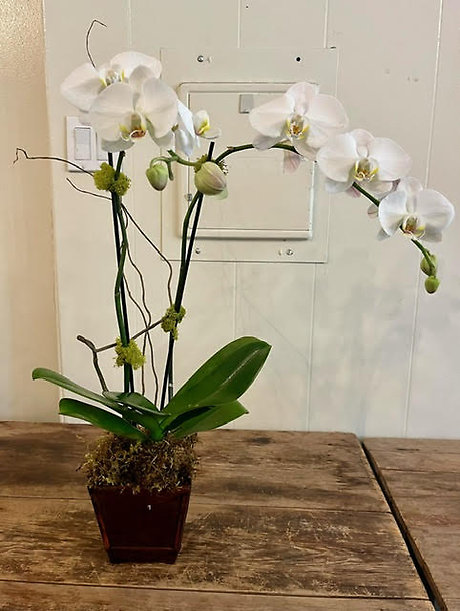 Single White Orchid