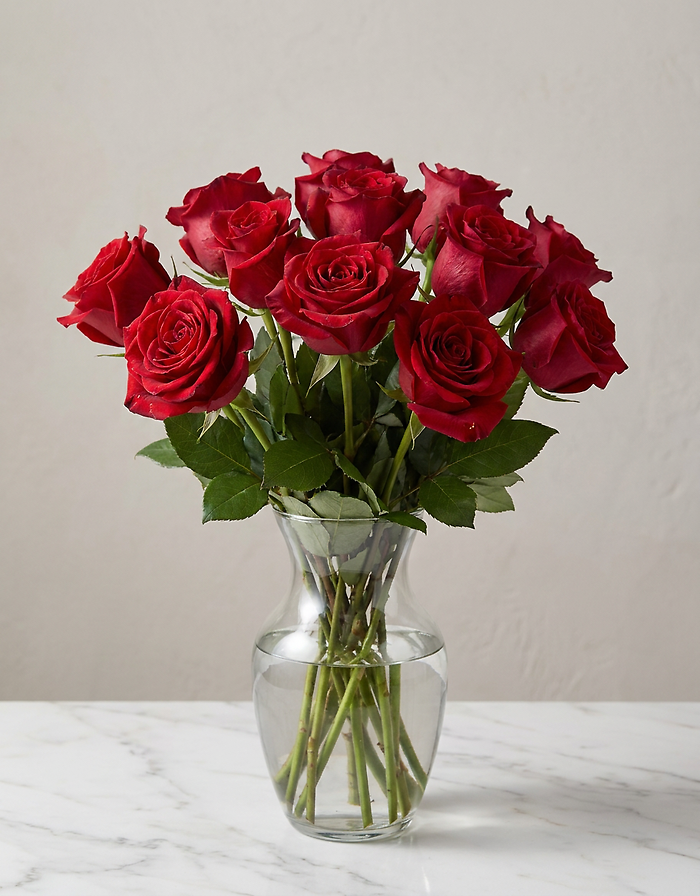 Rose Classique - Dozen Red Roses